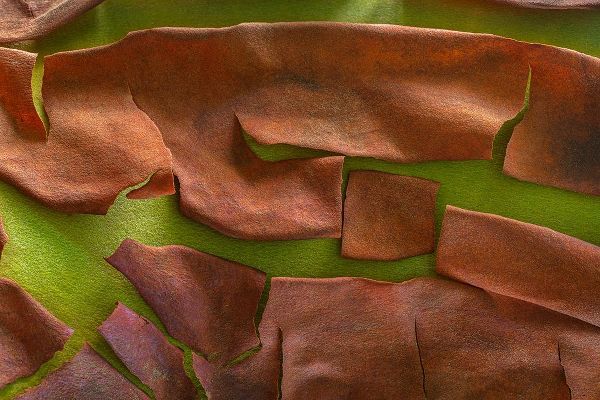 Washington-Seabeck Peeling madrone tree bark